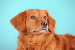 Cutouts: Mixed-breed dog, portrait
