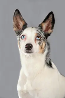 Photogra: Mixed-breed dog, portrait