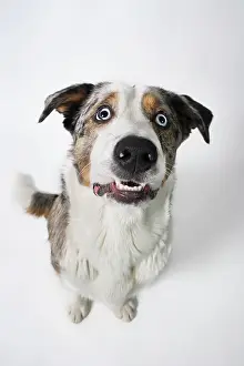 Outs: Mixed-breed dog, portrait from above