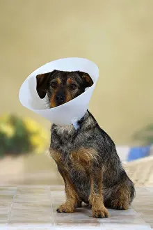 Studio Background: Mixed breed dog with protective funnel, collar, detachable