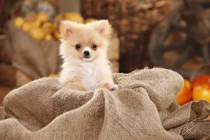 Week: Mixed Breed Dog, puppy, 12 weeks (Pomchi) (Chiranian) (Spitz
