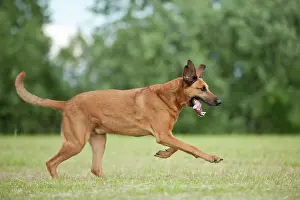 Anima: Mixed-breed dog running across a meadow