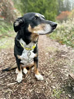 Collar: Mixed breed dog sitting on a hiking path