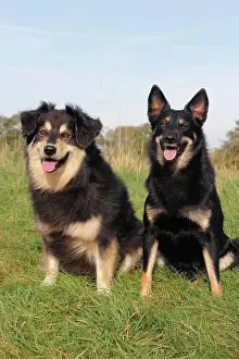 Mongrels: Two mixed-breed dogs sitting on a meadow, an Australian