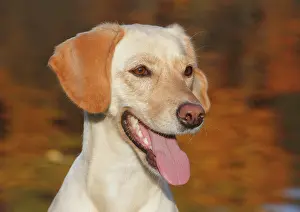 Pant: Mixed-breed, portrait, Germany, Europe Labrador