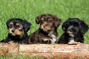 Mongrels: Mixed-breed puppies sitting behind a tree trunk