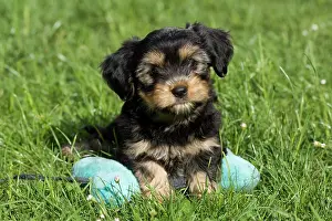 Bone: Mixed-breed puppy lying on a bone-shaped pillow