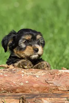 Lays: Mixed-breed puppy lying behind a tree trunk, North