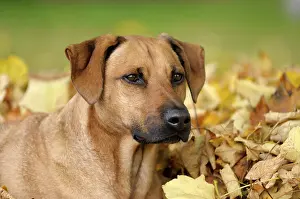 Ridgeback: Mixed-breed Rhodesian Ridgeback, portrait in front
