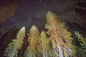 Flash: Mixed Conifer forest - at 6500 ft - by night using