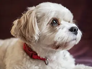Collar: Mixed Coton de Tulear and Cavalier King Charles dog