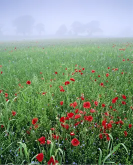 Arty: Mixed crops. Common POPPIES - with flowering linseed
