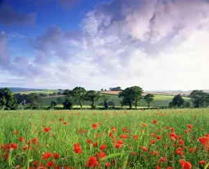 Linseed: Mixed crops. Common POPPIES - Wind-blurred in flowering