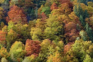 Grossglockner: Mixed deciduous forest on the mountain slope with