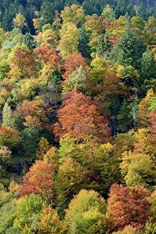 Grossglockner: Mixed deciduous forest on the mountain slope with