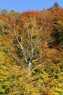 Leafs: Mixed Deciduous Woodland - showing autumn colour