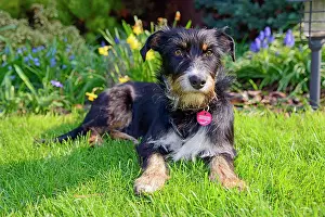 Mongrel: Mixed dog in the garden, Dachshund-Terrier-Havanese