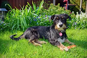 Mongrel: Mixed dog in the garden, Dachshund-Terrier-Havanese