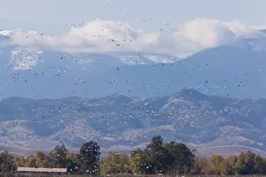 Rosss: Mixed flock in flight - Ross's Geese (Chen rossii)