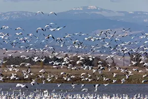 Rosss: Mixed flock in flight - Ross's Geese and Snow Geese