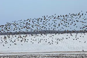 Sophie Gooders: Mixed flock of Red-Breasted and White-fronted geese