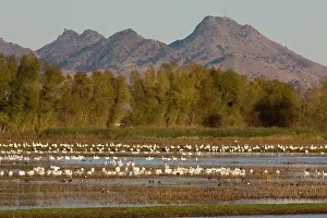 Sacramento: Mixed flock of Ross's Geese and Snow Geese (Chen