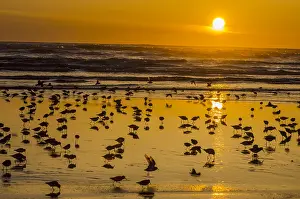 Dunlins: Mixed flock of shorebirds--mostly dunlins and western