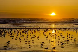 Dunlins: Mixed flock of shorebirds--mostly dunlins and western