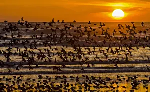 Dunlins: Mixed flock of shorebirds--mostly dunlins and western