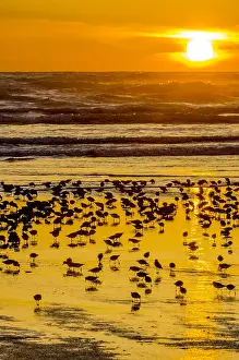 150518: Mixed flock of shorebirds--mostly dunlins and western