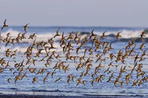 Tideline: Mixed flock of shorebirds--mostly western sandpipers--flying