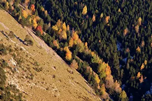 Poplars: Mixed forest - in Autumn with Pine Poplar & Beech