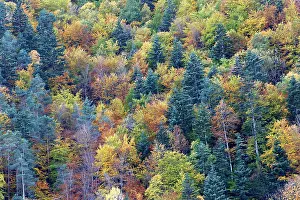 Poplars: Mixed forest - in Autumn with Pine Poplar & Beech