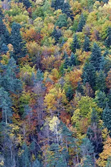 Poplars: Mixed forest - in Autumn with Pine Poplar & Beech
