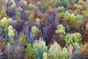Poplars: Mixed forest - in Autumn with Pine Poplar & Beech