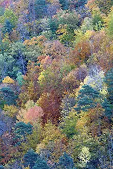 Poplars: Mixed forest - in Autumn with Pine Poplar & Beech