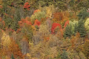 Poplars: Mixed forest - in Autumn with Pine Poplar & Beech