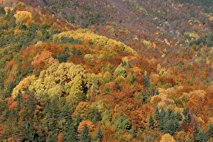 Poplars: Mixed forest - in Autumn with Pine Poplar Oak Lime