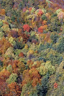 Poplars: Mixed forest - in Autumn with Pine Poplar Oak Lime