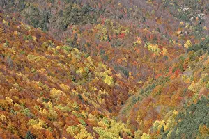 Poplars: Mixed forest - in Autumn with Pine Poplar Oak Lime