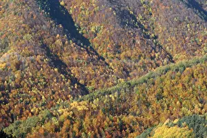 Poplars: Mixed forest - in Autumn with Pine Poplar Oak Lime