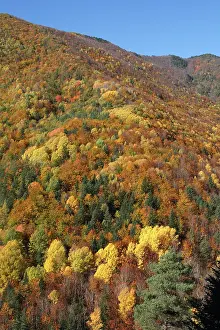 Poplars: Mixed forest - in Autumn with Pine Poplar Oak Lime