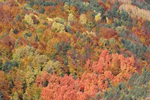 Poplars: Mixed forest - in Autumn with Pine Poplar Oak Lime