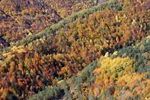 Poplars: Mixed forest - in Autumn with Pine Poplar Oak Lime