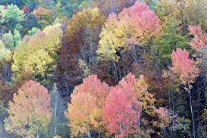 Poplars: Mixed forest - in Autumn with Pine Poplar Oak Lime