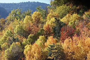 Poplars: Mixed forest - in Autumn with Pine Poplar Oak Lime