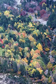 Poplars: Mixed forest - in Autumn with Pine Poplar Oak Lime
