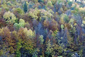 Poplars: Mixed forest - in Autumn with Pine Poplar Oak Lime