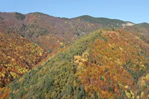 Poplars: Mixed forest - in Autumn with Pine Poplar Oak Lime