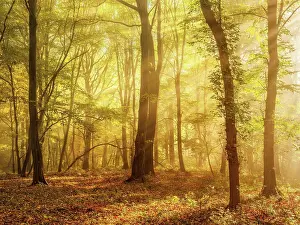 Beeches: Mixed forest of hornbeams and copper beeches in